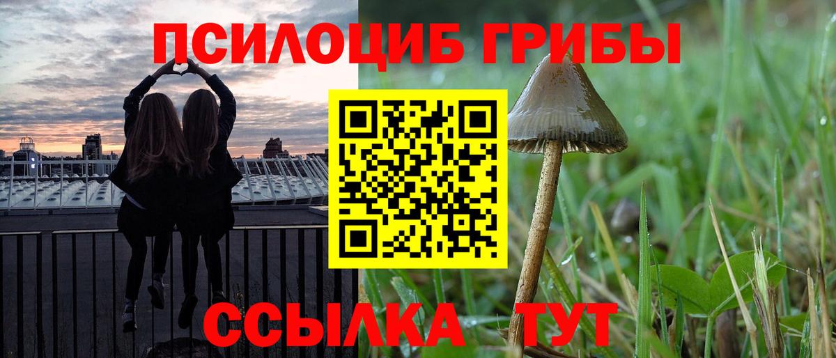 Грозный  Псилоцибиновые грибы Psilocybine cubensis  Галлюциногенные грибы GOLDEN TEACHER  Вход с VPN 
